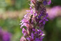 Episyrphus balteatus