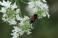 Mesembrina meridiana