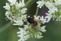Mesembrina meridiana