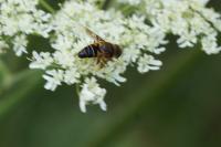 Eristalis tenax