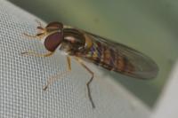 Episyrphus balteatus