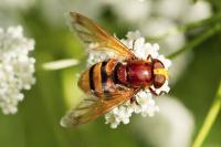 Volucella