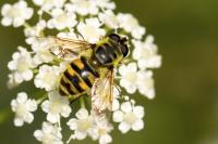 Myathropa florea