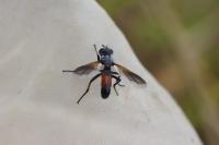 Cylindromyia