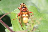 Milesia crabroniformis