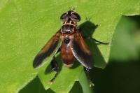 Trichopoda pictipennis