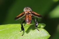Trichopoda pictipennis