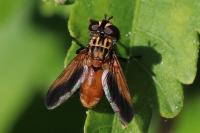 Trichopoda pictipennis