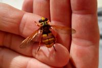 Milesia crabroniformis