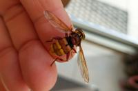 Milesia crabroniformis