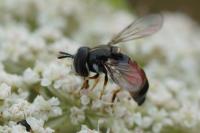 Paragus bicolor