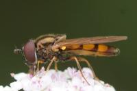 Platycheirus