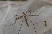 Tipula oleracea
