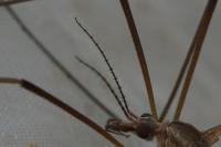 Tipula oleracea