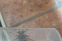 Milesia crabroniformis
