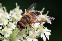 Eristalis pertinax