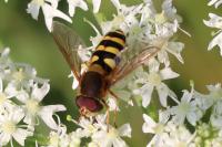 Syrphus