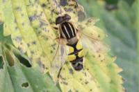 Helophilus trivittatus