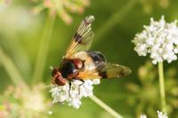 Volucella pellucens
