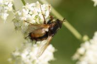 Tachina fera/magnicornis