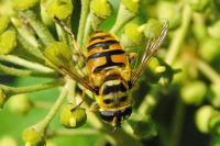 Myathropa florea