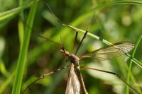 Tipula oleracea