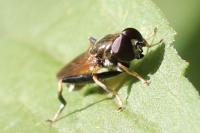 Xylota segnis