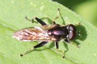 Xylota segnis