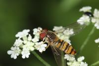 Episyrphus balteatus