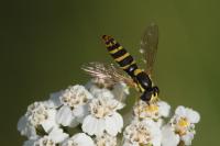 Sphaerophoria