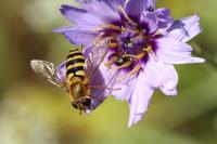 Syrphus ribesii