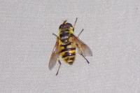 Myathropa florea