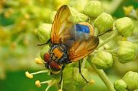 Phasia aurigera