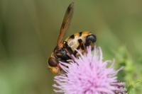 Volucella inanis