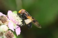Volucella pellucens