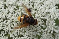 Volucella zonaria