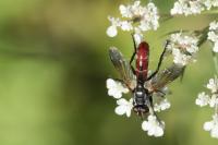 Cylindromyia bicolor