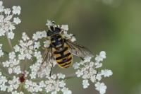 Myathropa florea