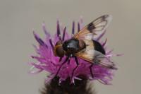 Volucella pellucens