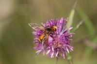 Sicus ferrugineus