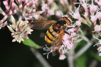 Volucella inanis