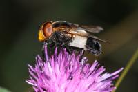Volucella pellucens