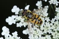 Myathropa florea