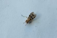 Trypetoptera punctulata