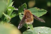 Bombylius cruciatus