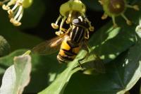Helophilus pendulus