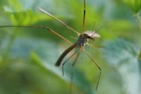 Tipula oleracea