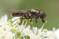 Cheilosia