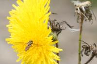 Episyrphus balteatus