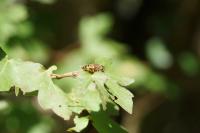 Eristalis arbustorum